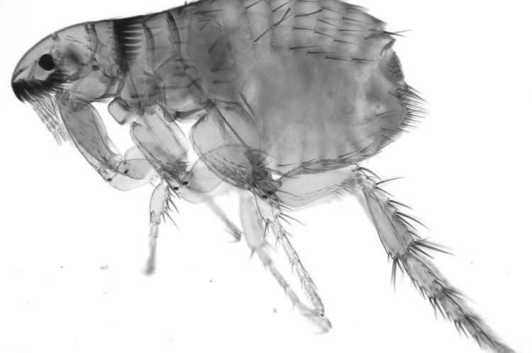 A dog flea under microscope at 40x magnification. (Dreamstime/TNS)